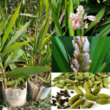 Load image into Gallery viewer, Puspita Nursery Elachi Plant – Your Source for Fresh, Fragrant Cardamom!
