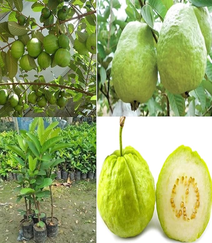 Puspita Nursery Healthy KG Guava Plant for Home Garden , Premium Quality