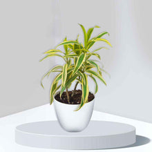 Load image into Gallery viewer, Puspita Nursery  &quot;Song of India Plant – Vibrant Indoor Greenery for Home &amp; Office&quot;
