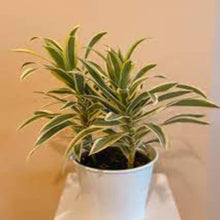 Load image into Gallery viewer, Puspita Nursery  &quot;Song of India Plant – Vibrant Indoor Greenery for Home &amp; Office&quot;
