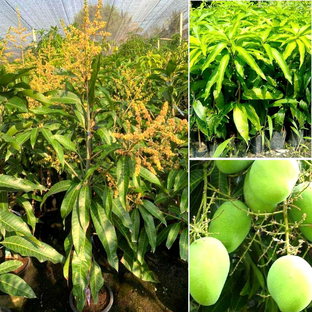 Puspita Nursery Vastara Mango Plant