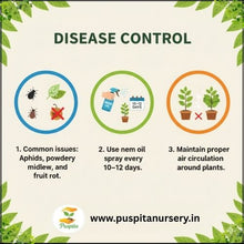 Load image into Gallery viewer, Puspita Nursery Long Ram Lou Seeds (10gm Pack) – High Yield Hybrid Bottle Gourd Seeds | Fast Germination | Tender &amp; Long Fruits | Ideal for Home Garden and Farm Cultivation
