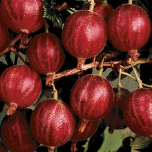 Load image into Gallery viewer, Puspita Nursery Red Amla Fruit Plant – Rare, Nutrient-Rich Superfood Tree for Home Gardens
