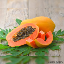 Load image into Gallery viewer, Puspita Nursery Red Royal Papaya Seeds (50 Seeds) – High Yield Hybrid Variety | Sweet &amp; Juicy Tropical Fruit | Fast Germination | Ideal for Home &amp; Farm Cultivation | Easy to Grow &amp; Maintain

