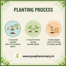 Load image into Gallery viewer, Puspita Nursery Red Cabbage Seeds – 20 Premium Quality Vegetable Seeds | High Yield, Fast Germination &amp; Nutrient-Rich Variety | Ideal for Home Garden, Terrace Farming &amp; Organic Cultivation
