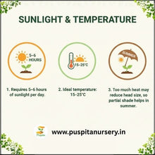 Load image into Gallery viewer, Puspita Nursery Red Cabbage Seeds – 20 Premium Quality Vegetable Seeds | High Yield, Fast Germination &amp; Nutrient-Rich Variety | Ideal for Home Garden, Terrace Farming &amp; Organic Cultivation
