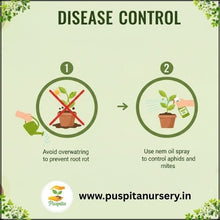 Load image into Gallery viewer, Puspita Nursery French Marigold Red Flower Seeds – Bright Red Blooms for Home Garden, Terrace, Balcony &amp; Pots | Easy to Grow Annual Flower | High Germination Rate
