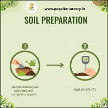 Load image into Gallery viewer, Puspita Nursery French Marigold Red Flower Seeds – Bright Red Blooms for Home Garden, Terrace, Balcony &amp; Pots | Easy to Grow Annual Flower | High Germination Rate
