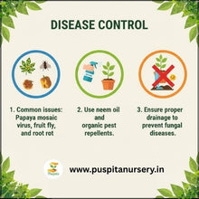 Load image into Gallery viewer, Puspita Nursery Red Royal Papaya Seeds (50 Seeds) – High Yield Hybrid Variety | Sweet &amp; Juicy Tropical Fruit | Fast Germination | Ideal for Home &amp; Farm Cultivation | Easy to Grow &amp; Maintain
