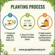 Load image into Gallery viewer, Puspita Nursery Red Royal Papaya Seeds (50 Seeds) – High Yield Hybrid Variety | Sweet &amp; Juicy Tropical Fruit | Fast Germination | Ideal for Home &amp; Farm Cultivation | Easy to Grow &amp; Maintain
