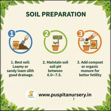 Load image into Gallery viewer, Puspita Nursery Red Royal Papaya Seeds (50 Seeds) – High Yield Hybrid Variety | Sweet &amp; Juicy Tropical Fruit | Fast Germination | Ideal for Home &amp; Farm Cultivation | Easy to Grow &amp; Maintain
