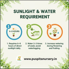 Load image into Gallery viewer, Puspita Nursery Red Royal Papaya Seeds (50 Seeds) – High Yield Hybrid Variety | Sweet &amp; Juicy Tropical Fruit | Fast Germination | Ideal for Home &amp; Farm Cultivation | Easy to Grow &amp; Maintain
