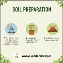 Load image into Gallery viewer, Puspita Nursery Rosemary Seeds – Premium Aromatic Herb Seeds | Fast Germination &amp; High Yield | Ideal for Home Garden, Kitchen Pots &amp; Terrace Farming | Easy to Grow Medicinal &amp; Culinary Herb
