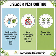 Load image into Gallery viewer, Puspita Nursery Salvia Red Seeds – Bright Scarlet Red Flower Seeds | Long Blooming &amp; Easy to Grow | Ideal for Pots, Borders &amp; Home Garden | Perfect Winter Flowering Variety
