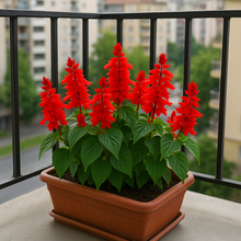 Load image into Gallery viewer, Salvia Red Flower Seeds – Vibrant Annual Blooms, Easy to Grow, Perfect for Garden Borders, Pots &amp; Pollinator Attraction
