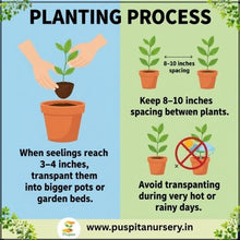 Load image into Gallery viewer, Puspita Nursery Salvia Red Seeds – Bright Scarlet Red Flower Seeds | Long Blooming &amp; Easy to Grow | Ideal for Pots, Borders &amp; Home Garden | Perfect Winter Flowering Variety
