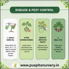 Load image into Gallery viewer, Puspita Nursery Strawberry Seeds – 2 gm | High-Yield Sweet Red Strawberry Variety | Suitable for Home Garden &amp; Terrace Pots | Fast Germination &amp; Easy to Grow | Organic Fruit Seeds for All Seasons

