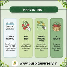 Load image into Gallery viewer, Puspita Nursery Strawberry Seeds – 2 gm | High-Yield Sweet Red Strawberry Variety | Suitable for Home Garden &amp; Terrace Pots | Fast Germination &amp; Easy to Grow | Organic Fruit Seeds for All Seasons
