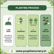 Load image into Gallery viewer, Puspita Nursery Strawberry Seeds – 2 gm | High-Yield Sweet Red Strawberry Variety | Suitable for Home Garden &amp; Terrace Pots | Fast Germination &amp; Easy to Grow | Organic Fruit Seeds for All Seasons
