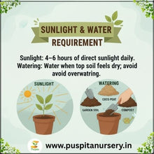 Load image into Gallery viewer, Puspita Nursery Sweet William Flower Seeds – Premium Quality Colorful Blooms | Easy to Grow Garden Seeds for Pots, Terrace, Balcony &amp; Outdoor Gardening
