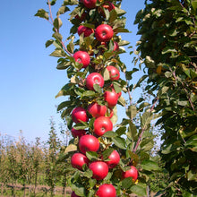 Load image into Gallery viewer, Puspita Nursery Thai Apple Plant Red Color Very Sweet &amp; Juicy
