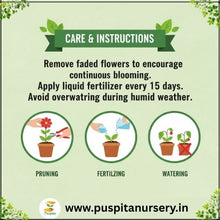 Load image into Gallery viewer, Puspita Nursery Verbena Flower Seeds – Premium Quality Multicolor Blooms | Easy to Grow Winter Flower Seeds for Pots, Balcony &amp; Outdoor Garden
