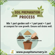 Load image into Gallery viewer, Puspita Nursery Verbena Flower Seeds – Premium Quality Multicolor Blooms | Easy to Grow Winter Flower Seeds for Pots, Balcony &amp; Outdoor Garden
