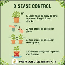 Load image into Gallery viewer, Puspita Nursery Vinca F1 Mixed Seeds – Premium Hybrid Periwinkle Variety Seed
