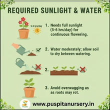 Load image into Gallery viewer, Puspita Nursery Vinca F1 Mixed Seeds – Premium Hybrid Periwinkle Variety Seed
