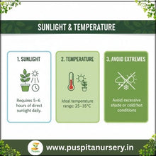 Load image into Gallery viewer, Puspita Nursery Egg Begun White Seeds – 10 gm | High-Yield White Brinjal Variety | Suitable for Home Garden &amp; Terrace Pots | Fast Germination &amp; Disease Resistant | Organic Vegetable Seeds for All Seasons
