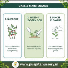 Load image into Gallery viewer, Puspita Nursery Egg Begun White Seeds – 10 gm | High-Yield White Brinjal Variety | Suitable for Home Garden &amp; Terrace Pots | Fast Germination &amp; Disease Resistant | Organic Vegetable Seeds for All Seasons
