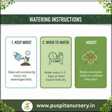 Load image into Gallery viewer, Puspita Nursery Egg Begun White Seeds – 10 gm | High-Yield White Brinjal Variety | Suitable for Home Garden &amp; Terrace Pots | Fast Germination &amp; Disease Resistant | Organic Vegetable Seeds for All Seasons
