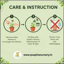 Load image into Gallery viewer, Puspita Nursery Inca Yellow Marigold Seeds – Premium Hybrid Variety | Big Blooming Golden Yellow Flowers | Ideal for Garden, Pots &amp; Landscaping | High Germination Quality Seeds
