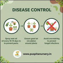 Load image into Gallery viewer, Puspita Nursery Inca Yellow Marigold Seeds – Premium Hybrid Variety | Big Blooming Golden Yellow Flowers | Ideal for Garden, Pots &amp; Landscaping | High Germination Quality Seeds
