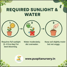 Load image into Gallery viewer, Puspita Nursery Inca Yellow Marigold Seeds – Premium Hybrid Variety | Big Blooming Golden Yellow Flowers | Ideal for Garden, Pots &amp; Landscaping | High Germination Quality Seeds
