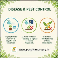 Load image into Gallery viewer, Puspita Nursery Yellow Squash Seeds – High Yield Hybrid Variety | Fast Germination &amp; Early Harvest | Suitable for Home Garden &amp; Farm | Disease Resistant | Organic Vegetable Seeds for All Seasons
