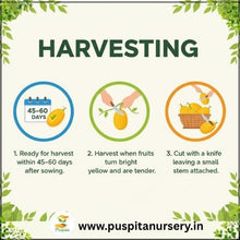 Load image into Gallery viewer, Puspita Nursery Yellow Squash Seeds – High Yield Hybrid Variety | Fast Germination &amp; Early Harvest | Suitable for Home Garden &amp; Farm | Disease Resistant | Organic Vegetable Seeds for All Seasons
