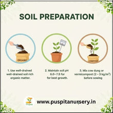 Load image into Gallery viewer, Puspita Nursery Yellow Squash Seeds – High Yield Hybrid Variety | Fast Germination &amp; Early Harvest | Suitable for Home Garden &amp; Farm | Disease Resistant | Organic Vegetable Seeds for All Seasons
