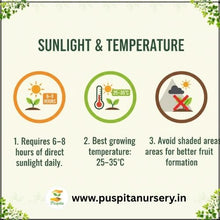 Load image into Gallery viewer, Puspita Nursery Yellow Squash Seeds – High Yield Hybrid Variety | Fast Germination &amp; Early Harvest | Suitable for Home Garden &amp; Farm | Disease Resistant | Organic Vegetable Seeds for All Seasons
