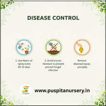 Load image into Gallery viewer, Puspita Nursery Yellow Capsicum Seeds (10gm) – Premium Hybrid Bell Pepper Seeds | High Germination | Sweet Yellow Pepper for Home Garden, Terrace Garden &amp; Organic Farming | Disease Resistant &amp; Easy to Grow
