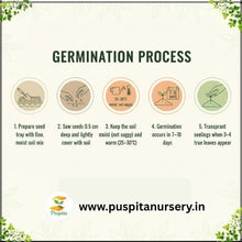 Load image into Gallery viewer, Puspita Nursery Yellow Capsicum Seeds (10gm) – Premium Hybrid Bell Pepper Seeds | High Germination | Sweet Yellow Pepper for Home Garden, Terrace Garden &amp; Organic Farming | Disease Resistant &amp; Easy to Grow
