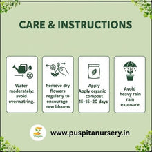 Load image into Gallery viewer, Puspita Nursery Zinnia Double Flower Seeds – Bright &amp; Long Blooming Summer Flower | Easy to Grow Annual Plant for Pots, Terrace &amp; Garden | Multi-Color Variety | High Germination &amp; Heat Tolerant Seeds
