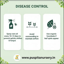 Load image into Gallery viewer, Puspita Nursery Zinnia Double Flower Seeds – Bright &amp; Long Blooming Summer Flower | Easy to Grow Annual Plant for Pots, Terrace &amp; Garden | Multi-Color Variety | High Germination &amp; Heat Tolerant Seeds
