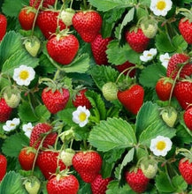 Load image into Gallery viewer, Thai Strawberry Fruit Plant Imported Tissue Culture Plant Huge Production Easy to Grow
