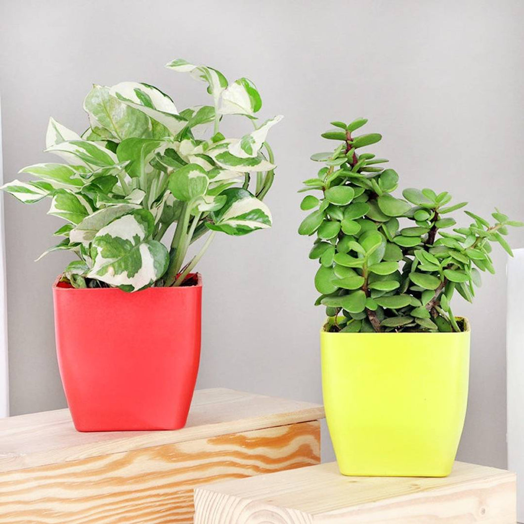 Puspita Nursery Indoor Plants Combo Set of 2 Air Purifier Oxygen Supplier