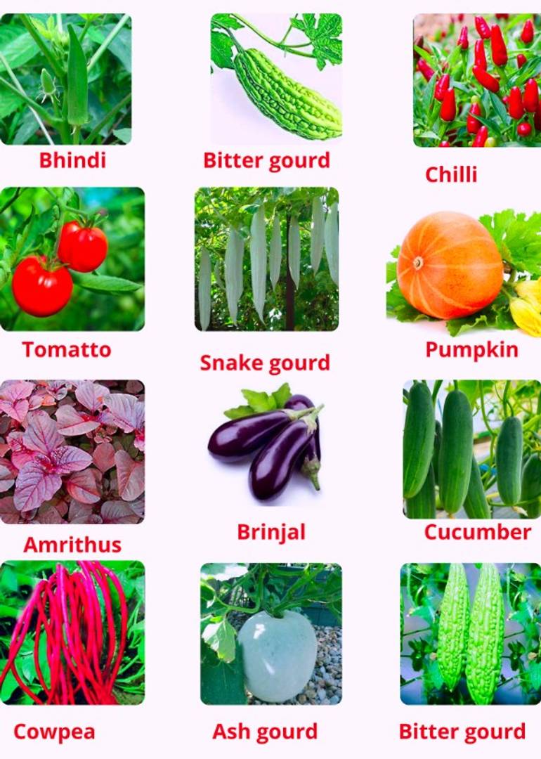 Vegetable seeds 12 varieties { kitchen and terrace garden}
