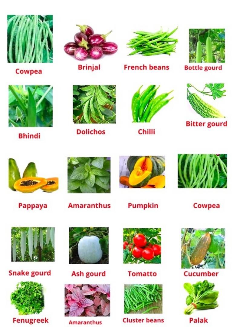 Puspita Nursery Vegetable seeds 20 varieties { kitchen and terrace garden}