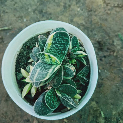 Puspita Nursery Gasteria minima f. variegata plant