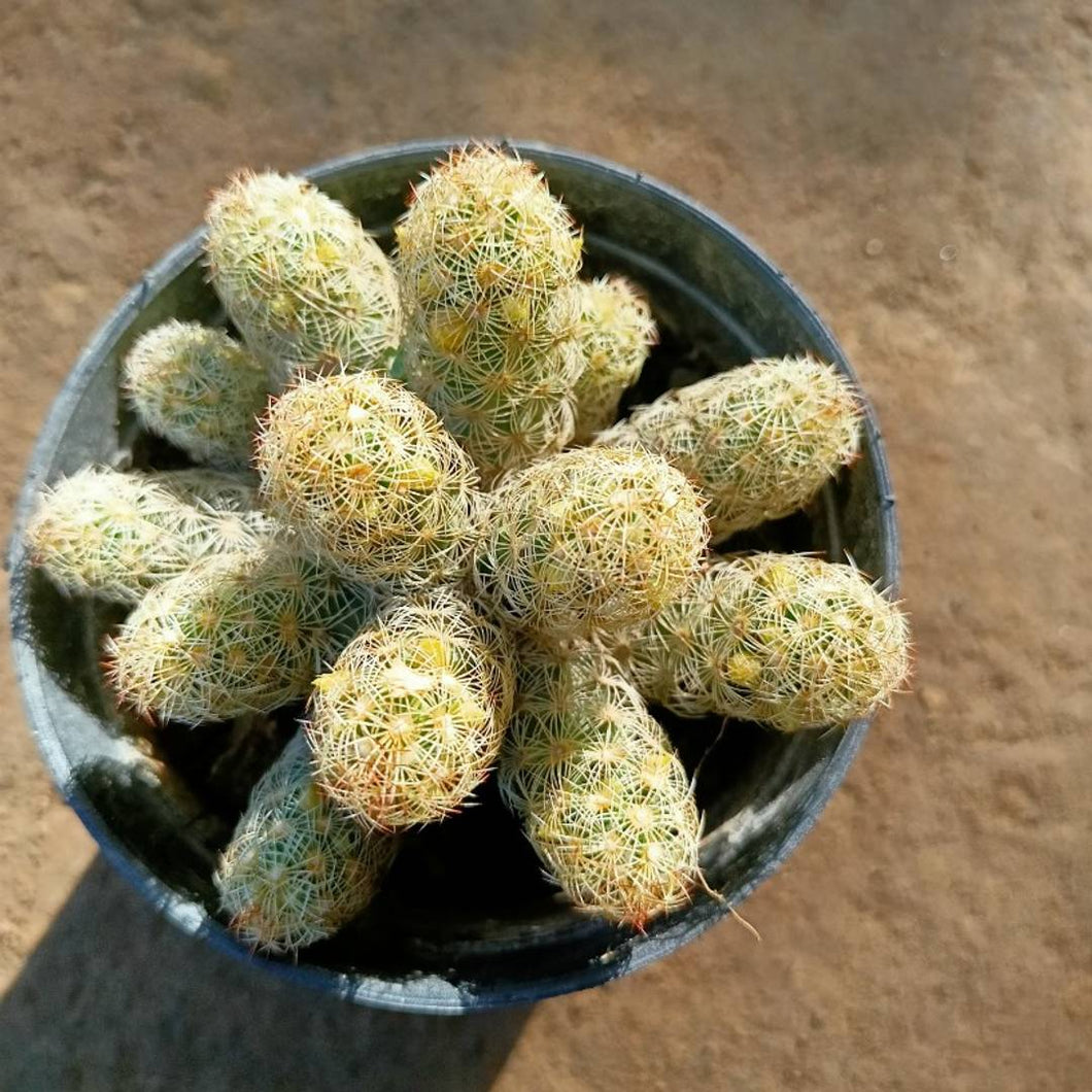 Puspita Nursery Peanut Cactus plant