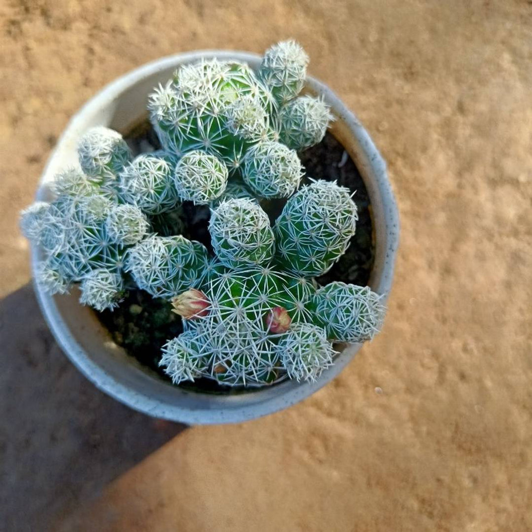 Puspita Nursery Espostoa mirabilis cactus plant